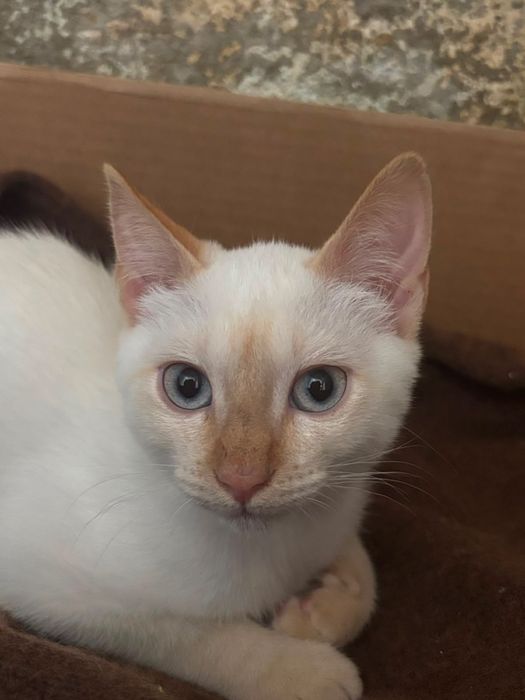 gatinha para adoção