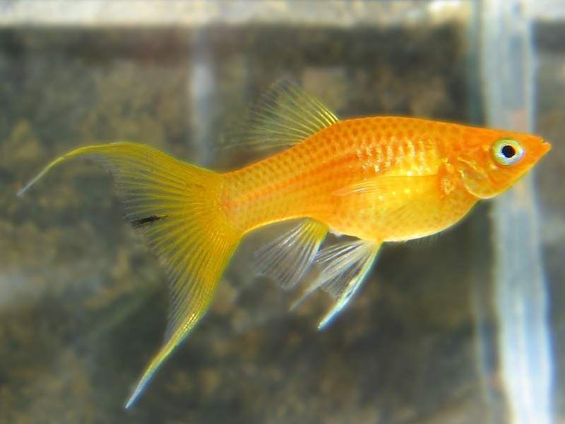 Molinezja zlota - TINA ZOO ZABRZE