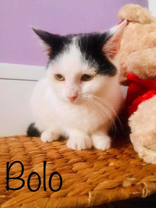 Kociaki do adopcji z roku 2021 album piąty