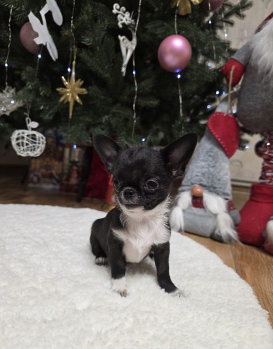 Фантастичні міні чихуахуа.