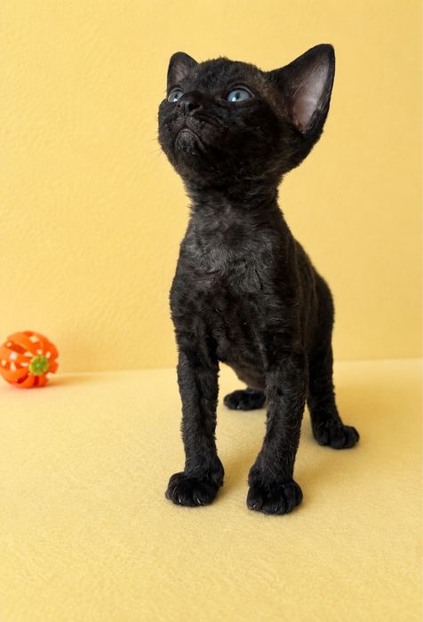 Кішечка Девон Рекс/Devon Rex