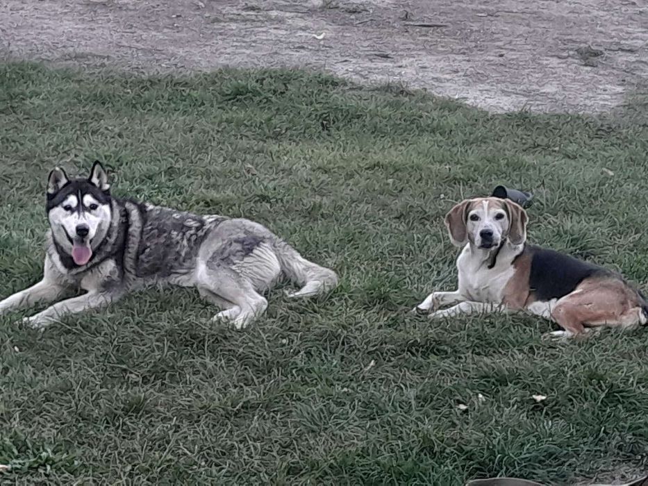 Цуценята   хаскі