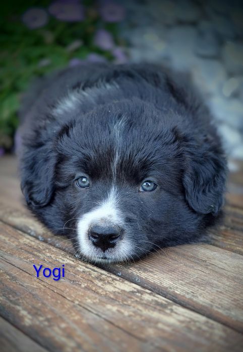 Border collie cudowny piesek przebadani rodzice