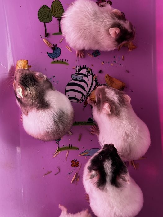 Хомяки пушистые(малыши)