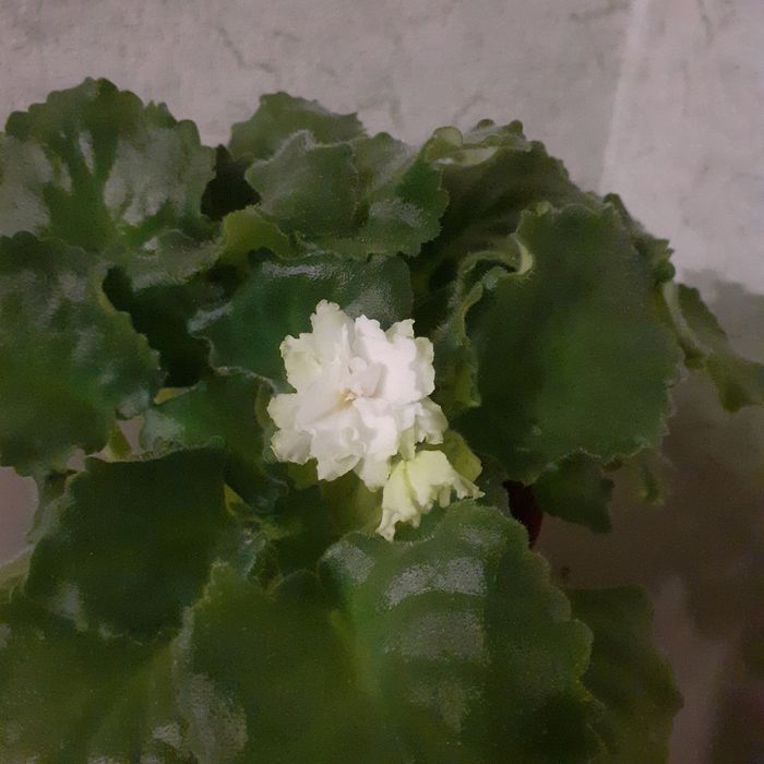 Хлорофітум різдвяник фіалка