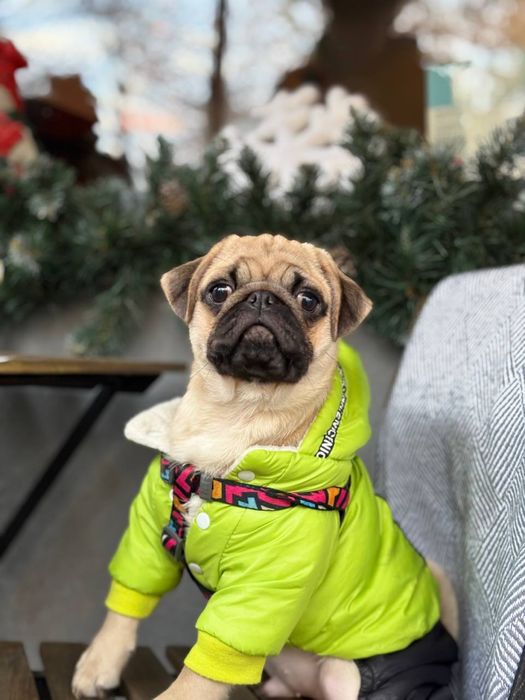 Цуценятка мопсиків