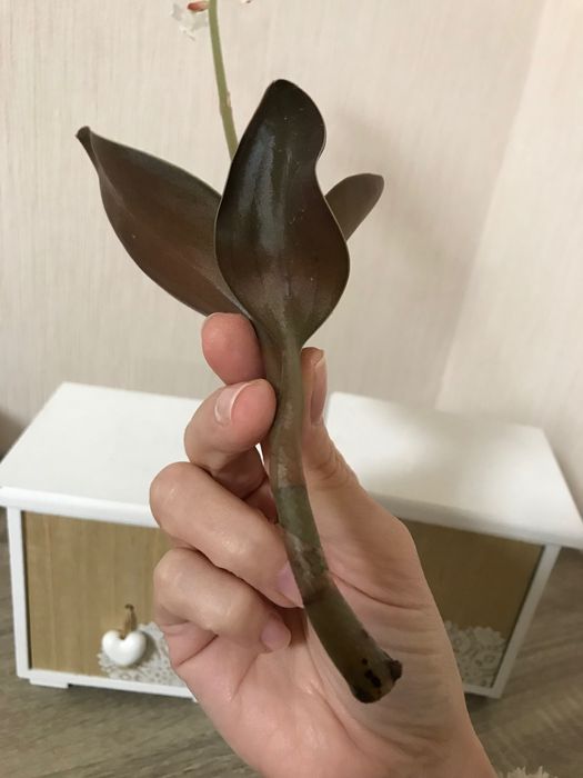 Орхідея  Лудізія дорогоцінна дисколор одіна, різні сорти