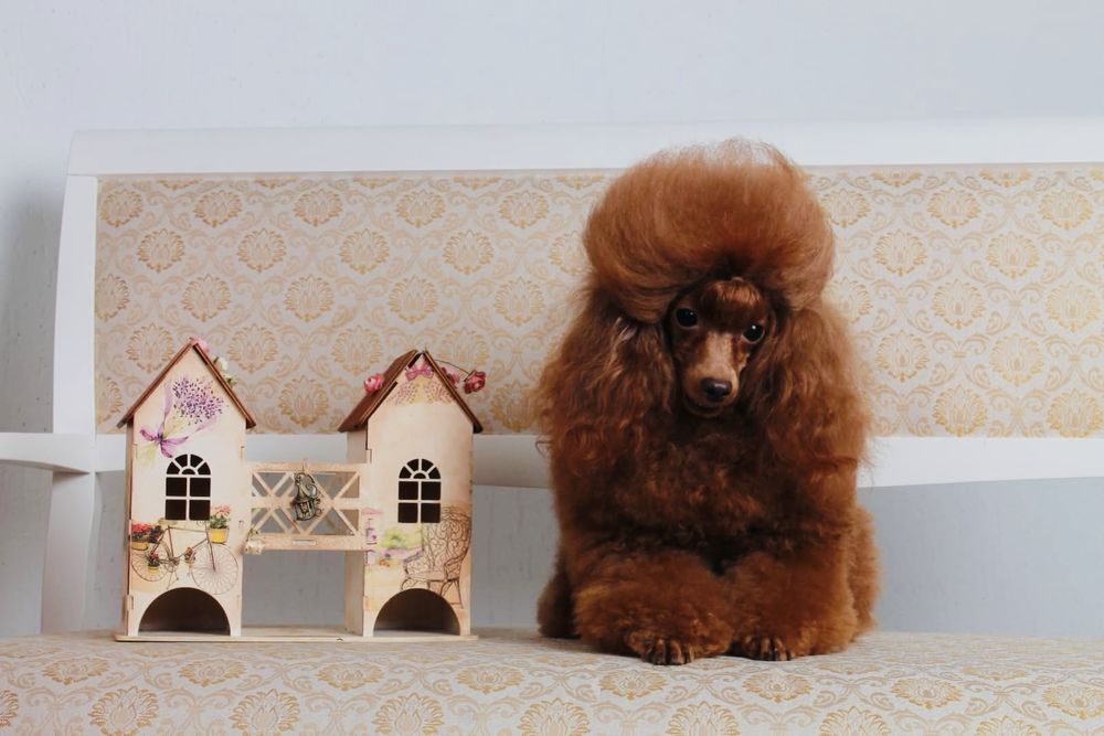 Дівчинка міініатюра fci пудель