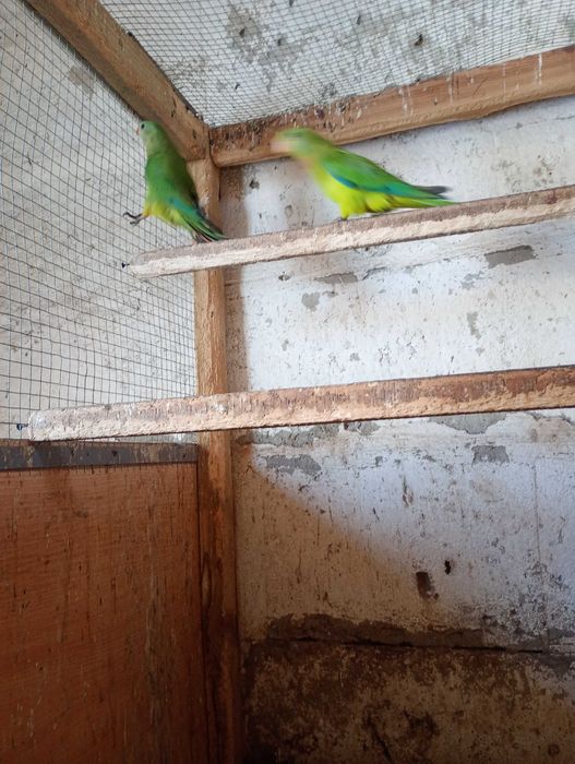 Para papug z 25 roku