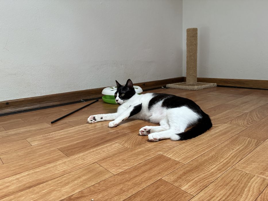 Lótus, gato macho jovem para adoção