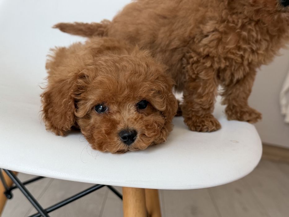 Cavapoo - suczka ;)