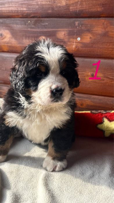 Piękny Berneński Pies Pasterski !