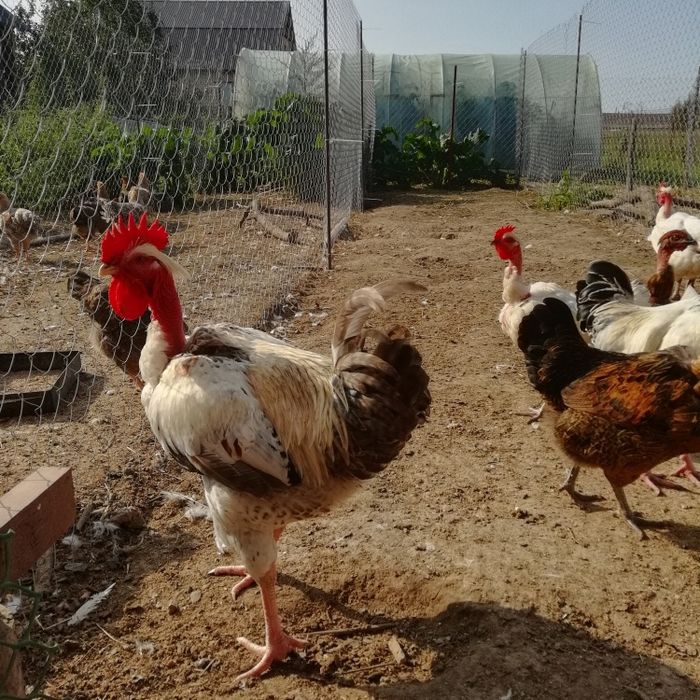 Инкубационное яйцо курицы испанка