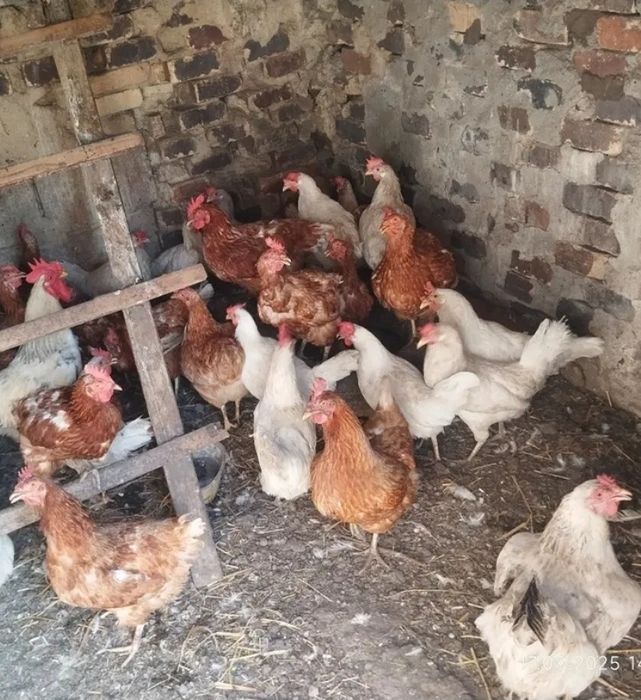 Продаємо курей  домашніх