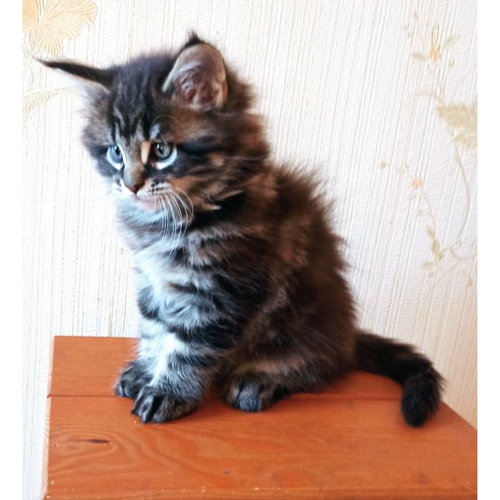 Кошеня мейкуни дівчинка