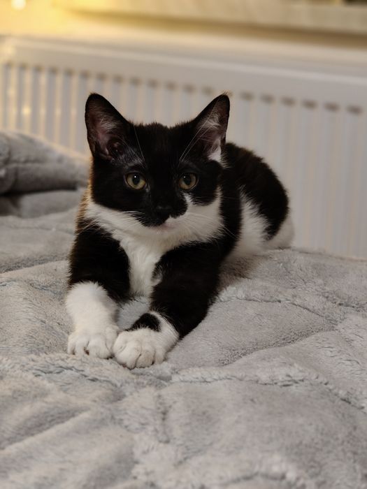 Oddam kocurka 4 miesiecznego