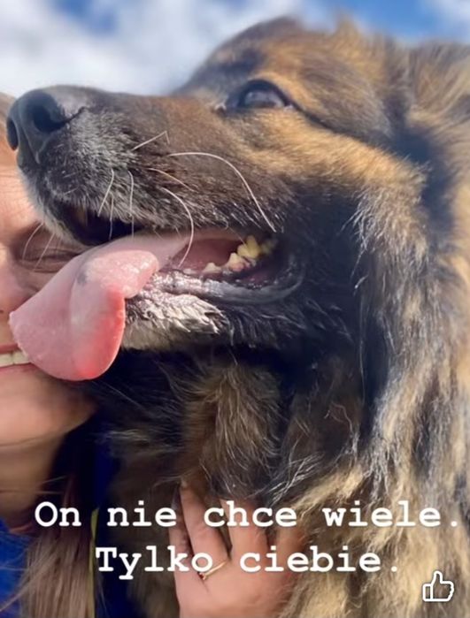 AZAR psi anioł czeka na Dom Gniezno • OLX.pl