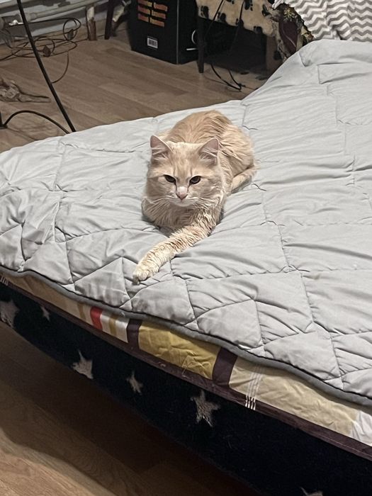 Отдам даром кота срочно
