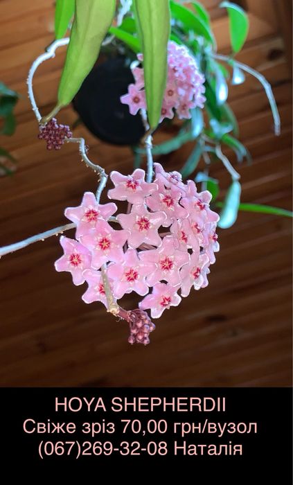 Хойя види. Хойя. Хойя