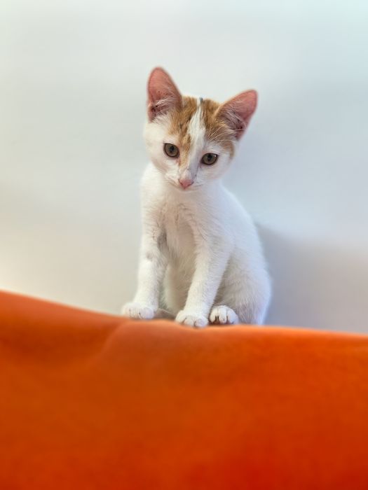 Maleńka koteczka do adopcji