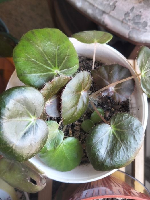 Planta Begónia Redonda