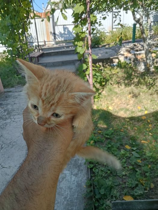 Отдам в хорошие руки котят