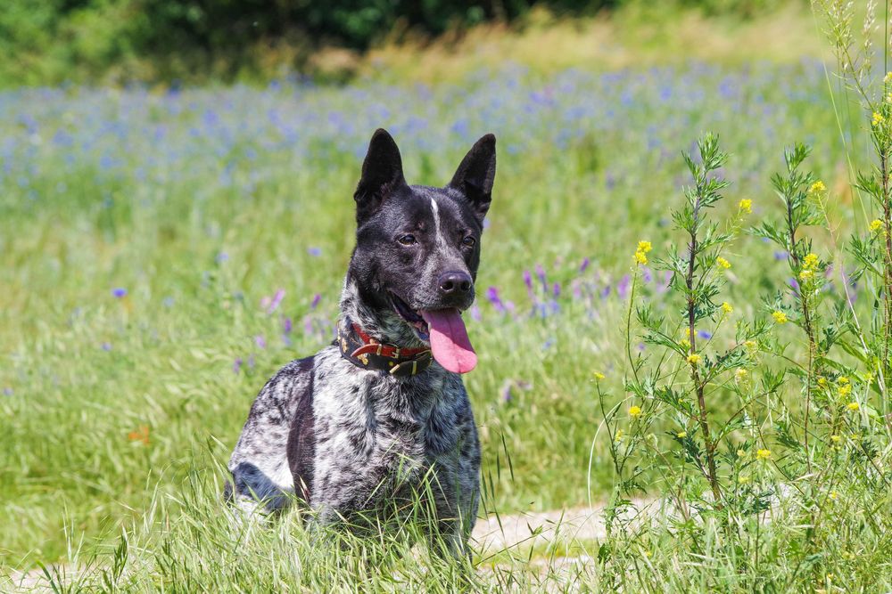 Luka - dereszowata piękność do adopcji.