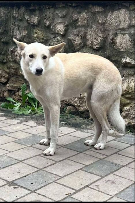 Найкраща родина для собачок, найдись