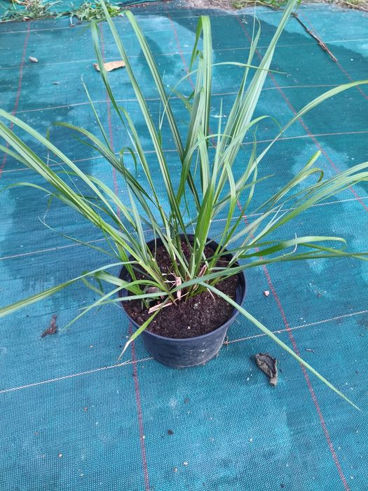 Miskant rozplenica stipa werbena