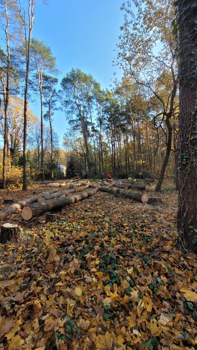 Wycinka drzew, pielęgnacja ogrodu , przygotowanie terenu pod budowe