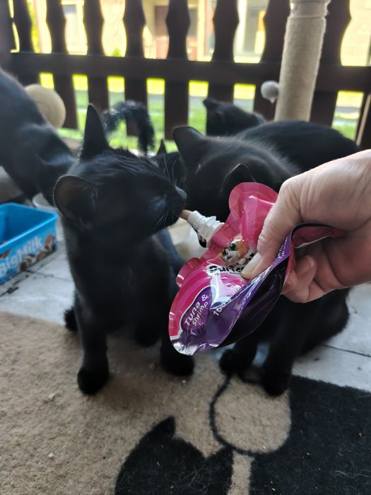 Kotki do adopcji