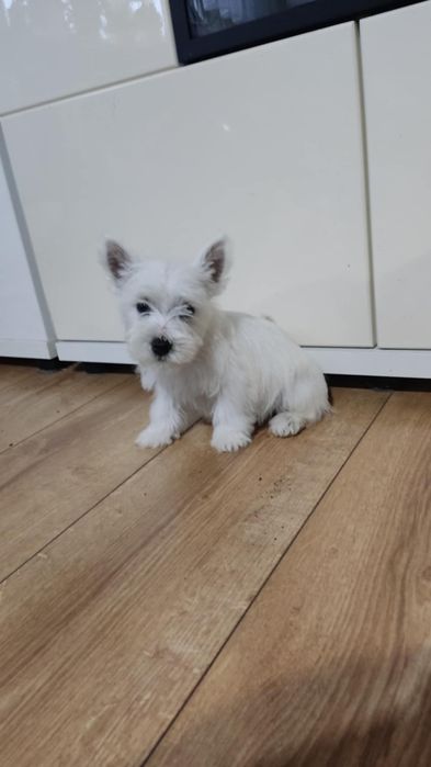 West highland terrier