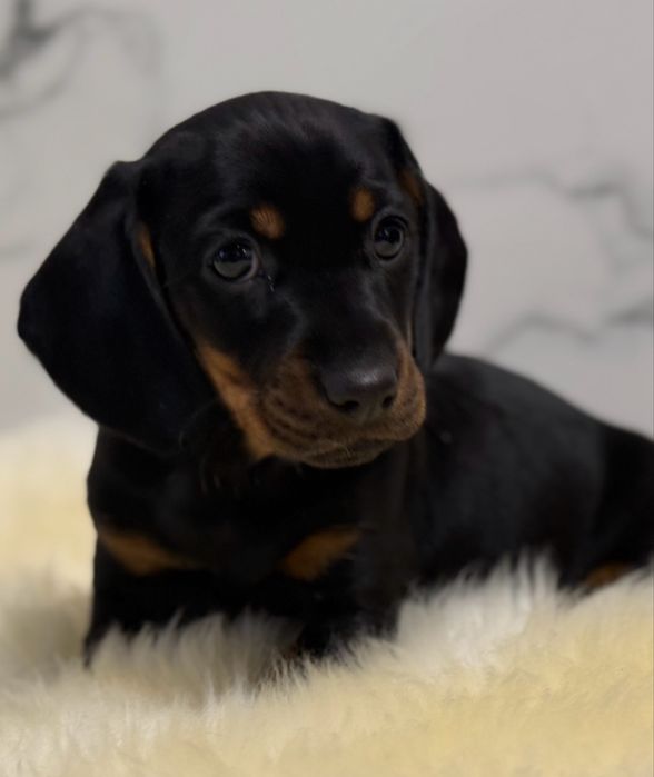 Jamnik  krótkowłosy sunia