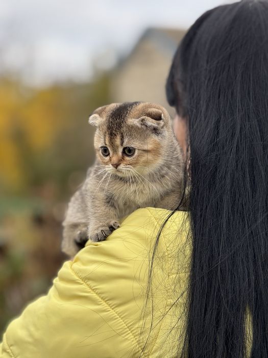 Плюшева дівчинка Скотіш Фолд Золота Шиншила
