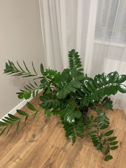 Заміокулькас продам