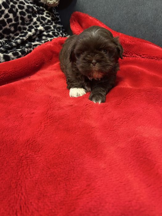 Czekoladowy piesek, chłopiec, samiec Shih Tzu z rodowodem