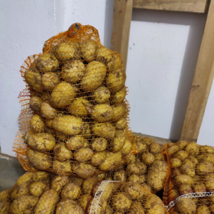 Sprzedam młode ziemniaki 22,50 zł/worek 15 kg