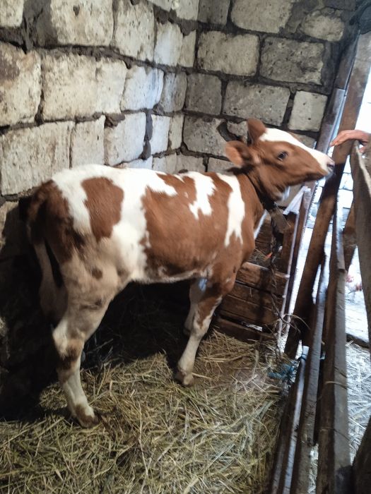 Продам теличку 2 місяця