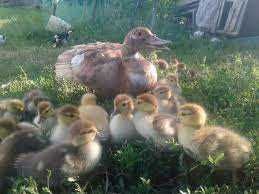 утиное инкубационное яйцо опт и розница