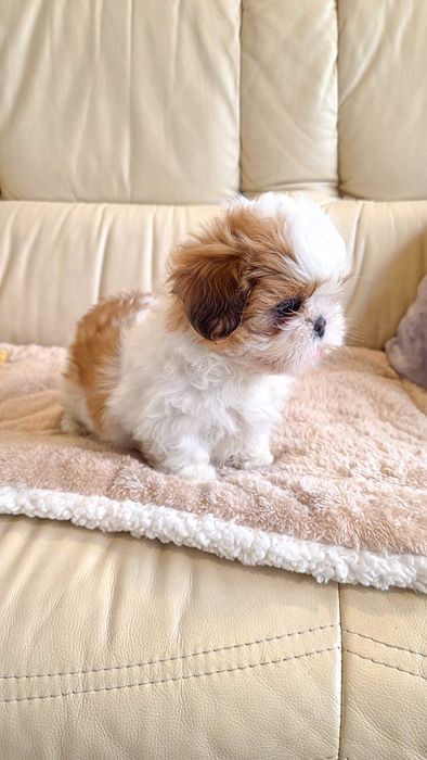 Shih-tzu fêmea disponível