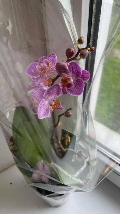 Орхидея фаоенопсис