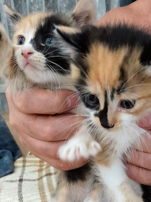 Отдам в добрые руки