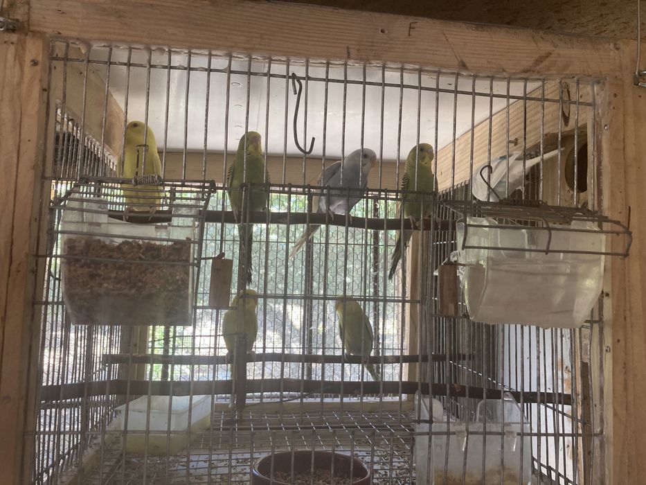 Periquitos várias cores 2024