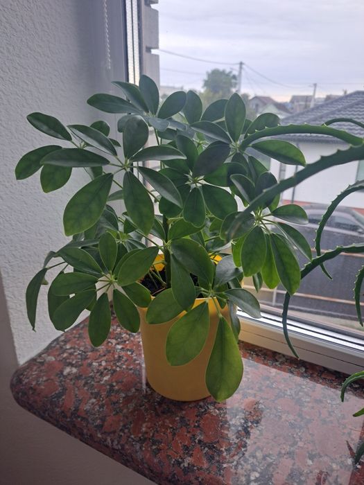 Вазони, алое вера, алое