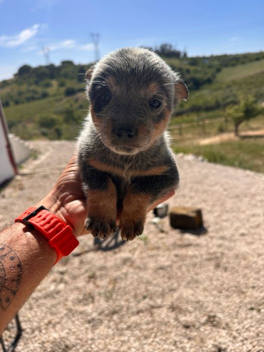 Cachorro para adoção