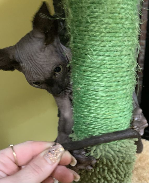 Sfinks kanadyjski czarny słodziak do odbioru. Rodowód