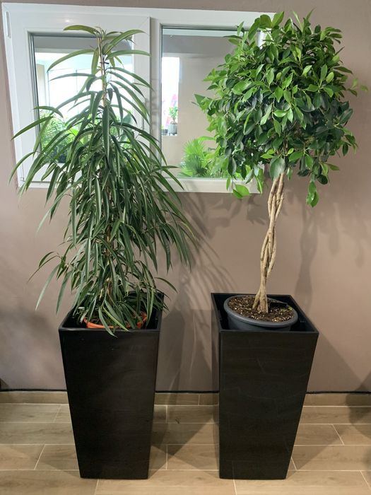 Рослини в офіс вис 2 м+