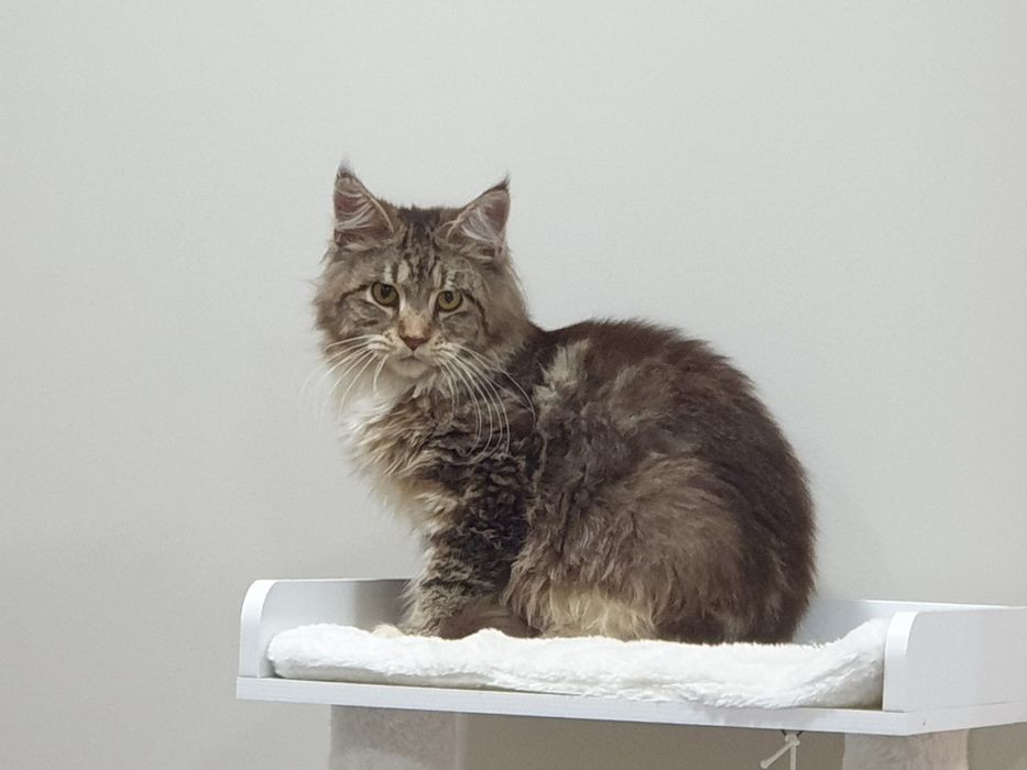 Maine coon fêmea  com Lop