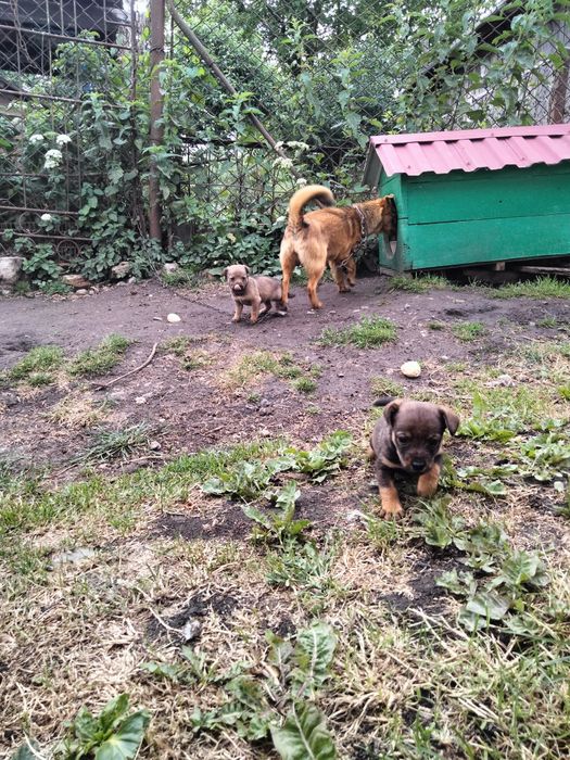 Віддам в добрі руки цуценята