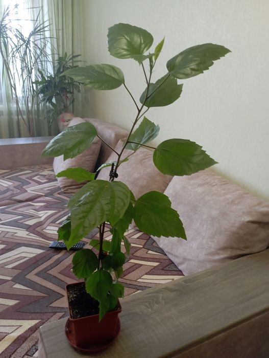 Продам китайську троянду